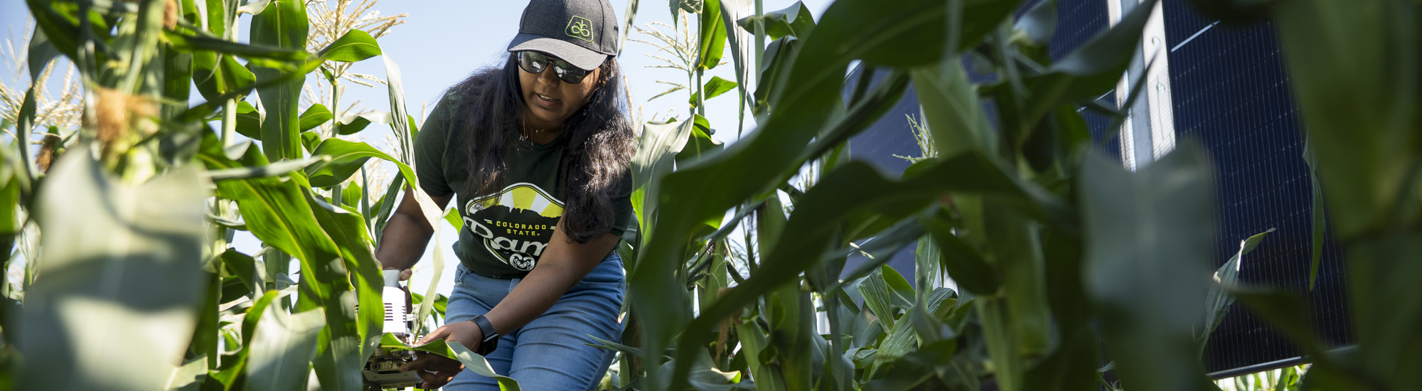 A person wearing a cap and a T-shirt with a logo is working among tall green corn plants in an outdoor setting.