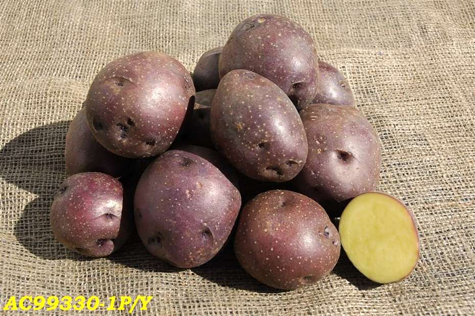 Midnight Moon Potatoes