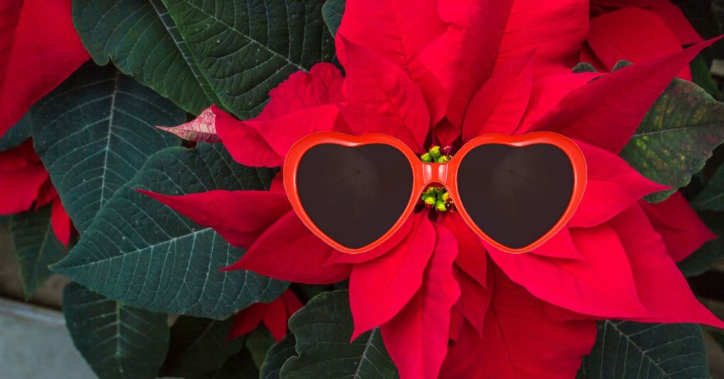 A poinsettia wearing sunglasses