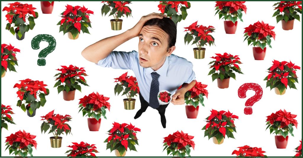 An illustration of a concerned looking office worker surrounded by dozens of potted poinsettias and questions marks, holding a cup of coffee with a poinsettia in it. Please don't water your poinsettia with coffee.