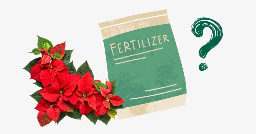 An illustration of a poinsettia next to a bag of fertilizer and a question mark