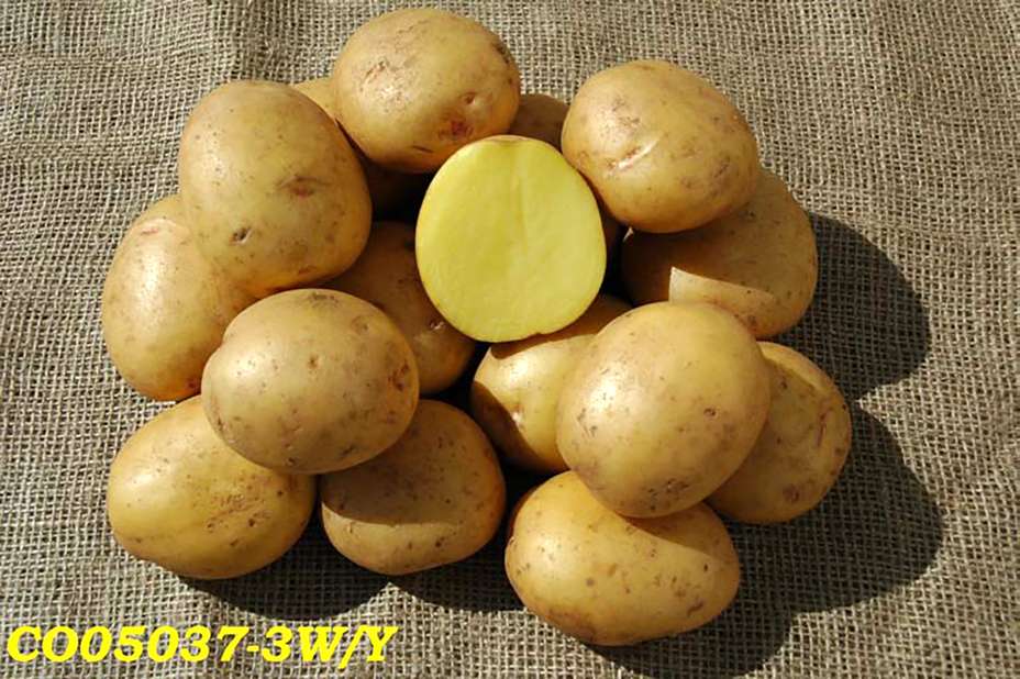 Vista Gold Potatoes