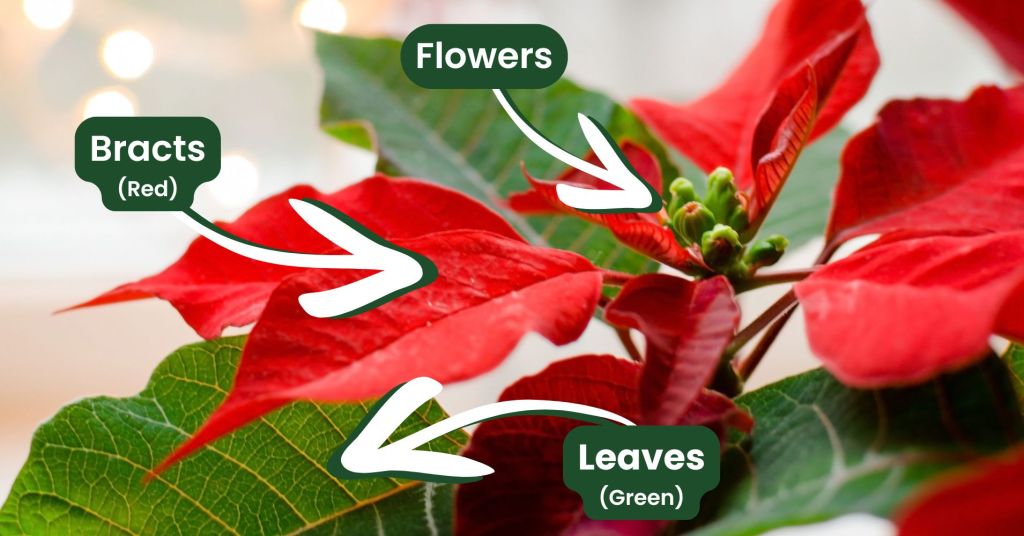 A photo of a poinsettia with labels and arrows pointing to different parts of the plant. The leaves (which are lower on the plant than the bracts) have an arrow pointing to them reading "Leaves: Green." The bracts (which are modified leaves that are colored) have an arrow pointing to them reading "Bracts: Red." The flowers, which appear unopened, are green little orb-looking things at the center of the bracts, with an arrow pointing to them reading "Flowers."