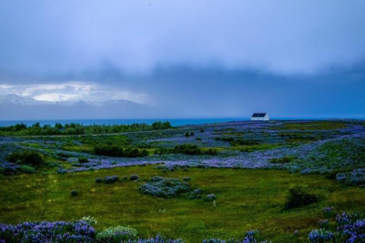 Vast field with purple/blue wildflowers under a cloudy, grey sky. There is a white house with a black roof in the far distance.