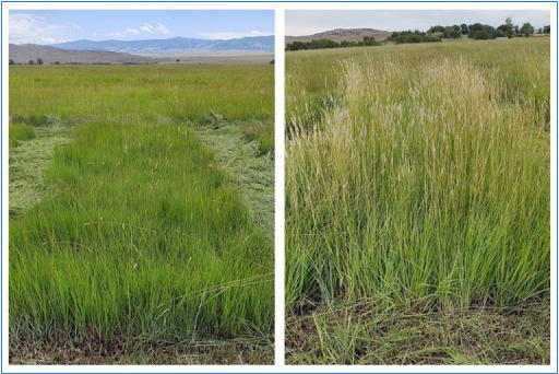 Two plots of Alfalfa. The left plot received only potassium fertilizers and the right plot received only phosphorus fertilizers.