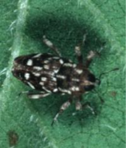 Adult female sunflower stem weevil on a green leaf.