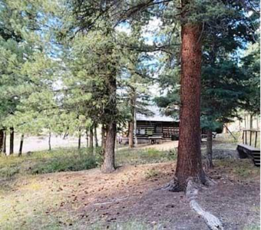 Tall, spaced out evergreen trees with a small wooden house/cabin in the background. 