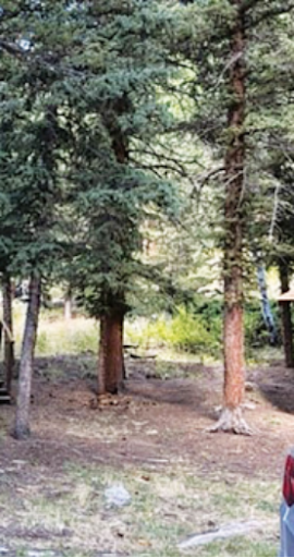 Tall evergreen trees in wooded area.