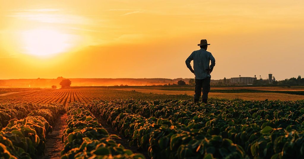 A farmer stands in a field at sunset, looking out over rows of crops as warm golden light spreads across the landscape.