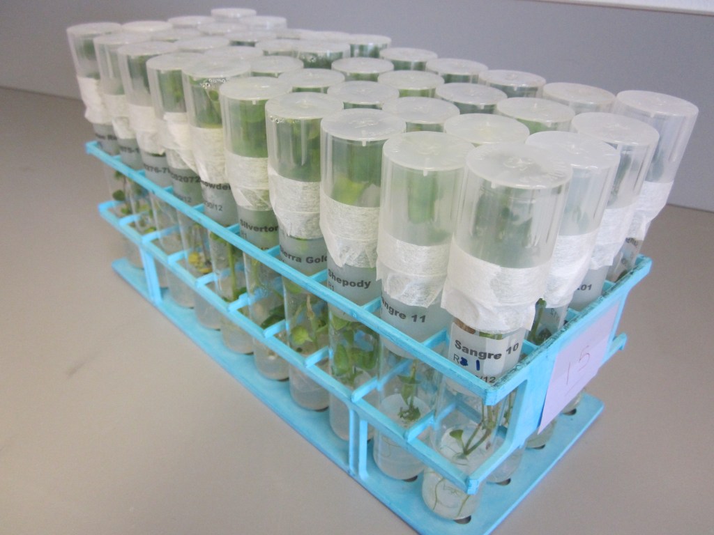 Active potato cultivars