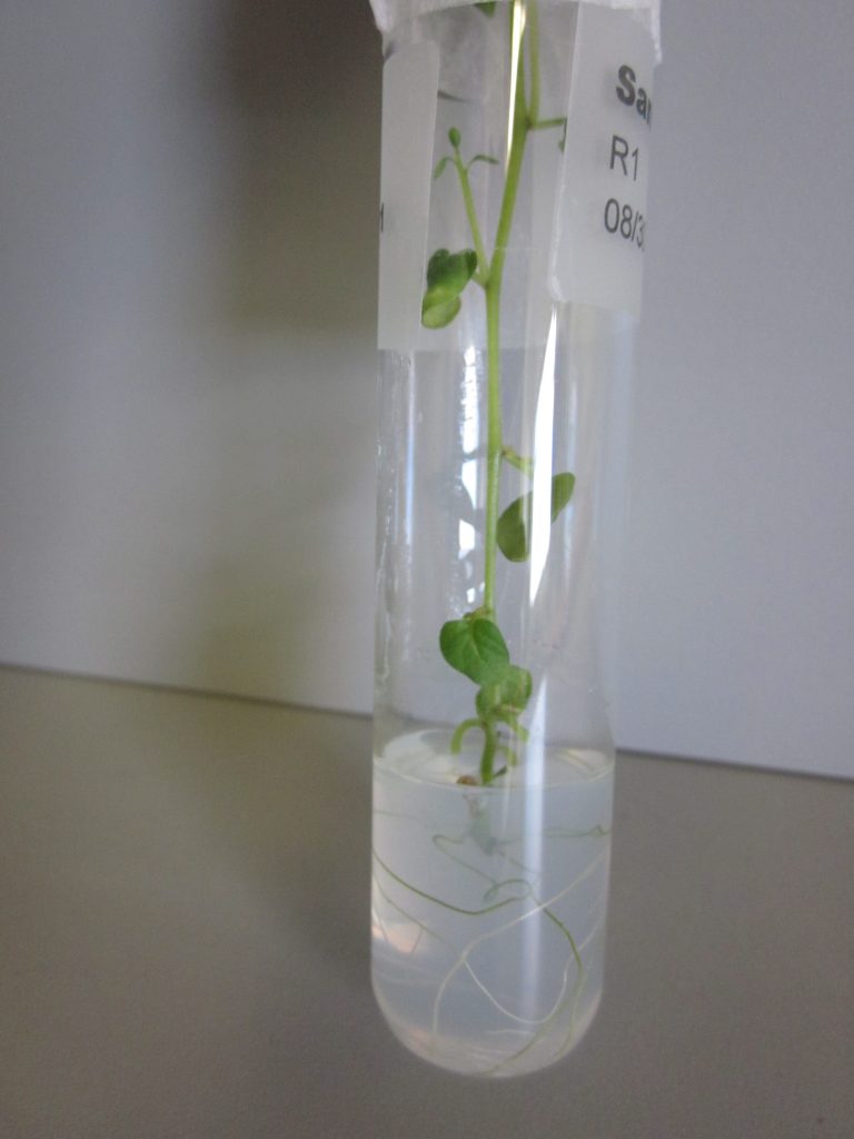 Active potato cultivars