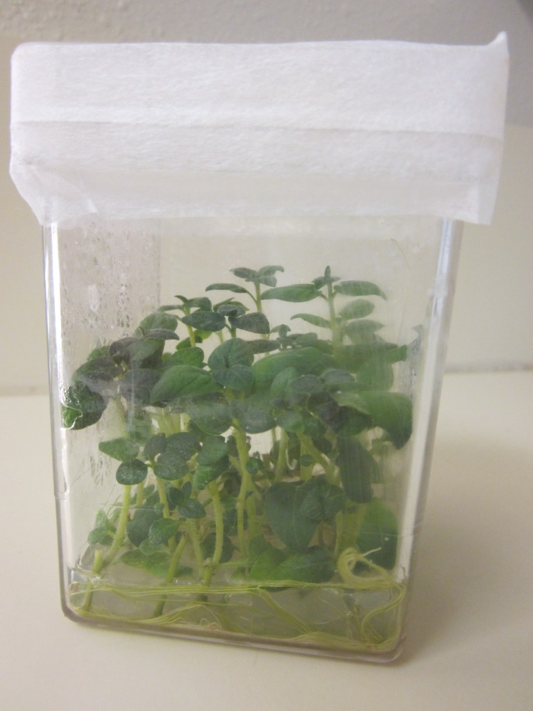 Active potato cultivars