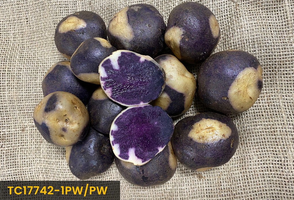 TC17742-1PW/PW potato
