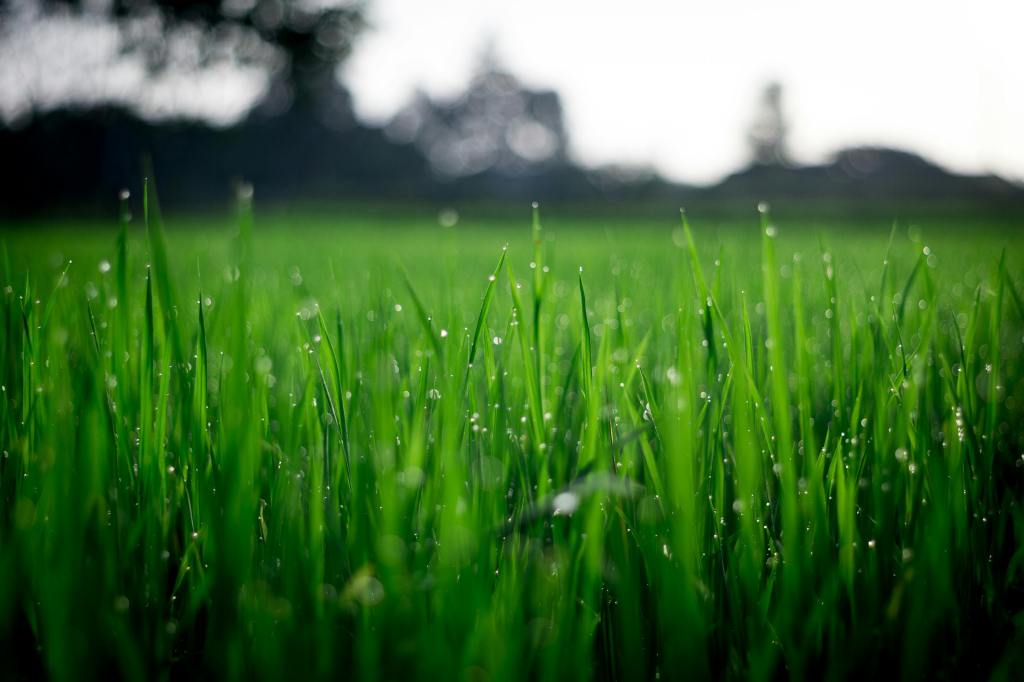 close up view of grass