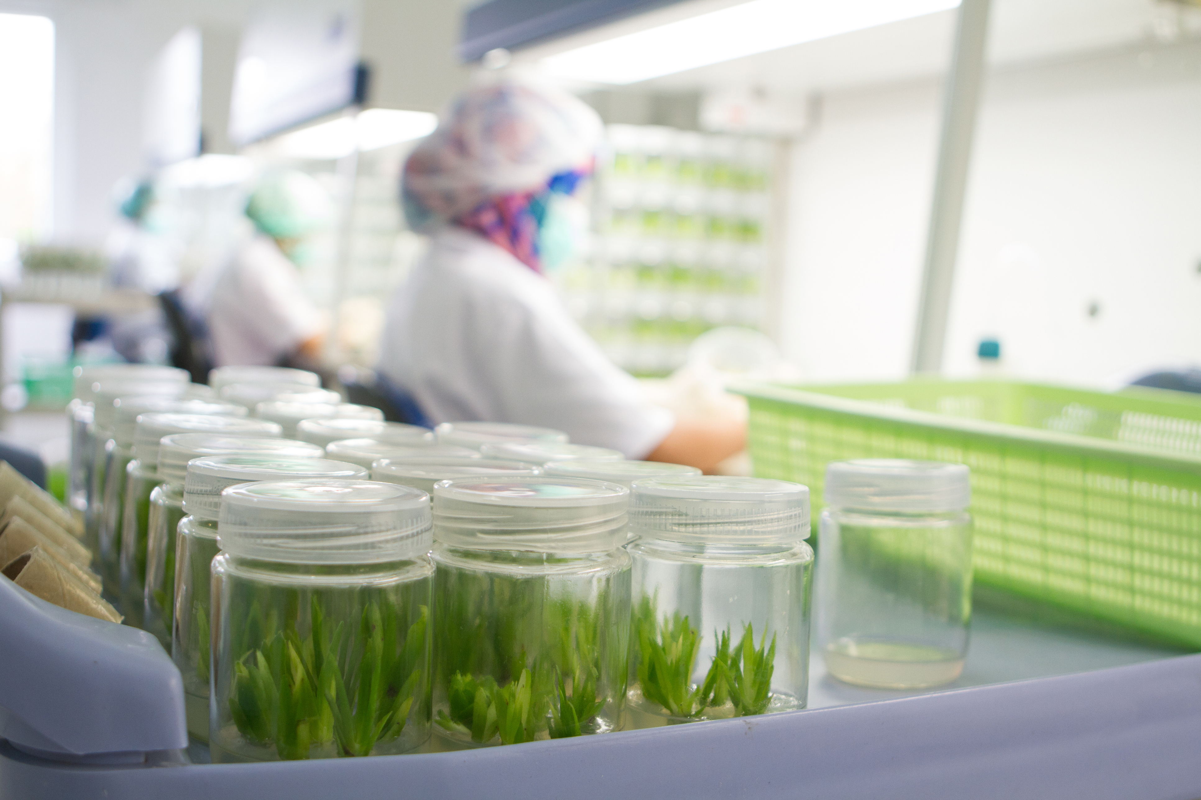 Tissue culture is the growth of tissues or cells separate from the organism. This is typically facilitated via use of a liquid, semi-solid, or solid growth medium, such as broth or agar.