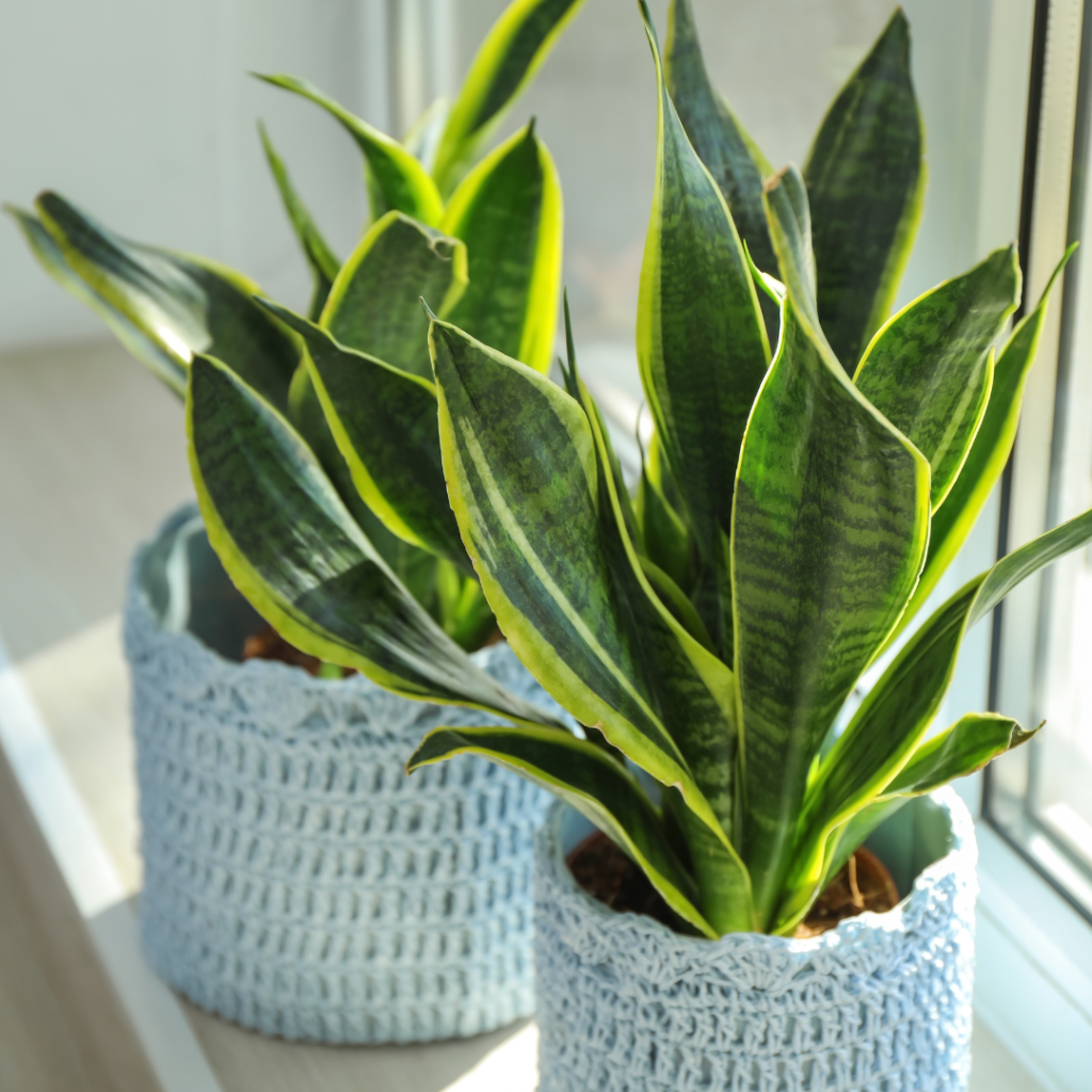 Two snake plants (Sansevieria) in light blue crocheted covers placed on a windowsill. The plants have long, upright green leaves with yellow edges, and sunlight is streaming through the window.