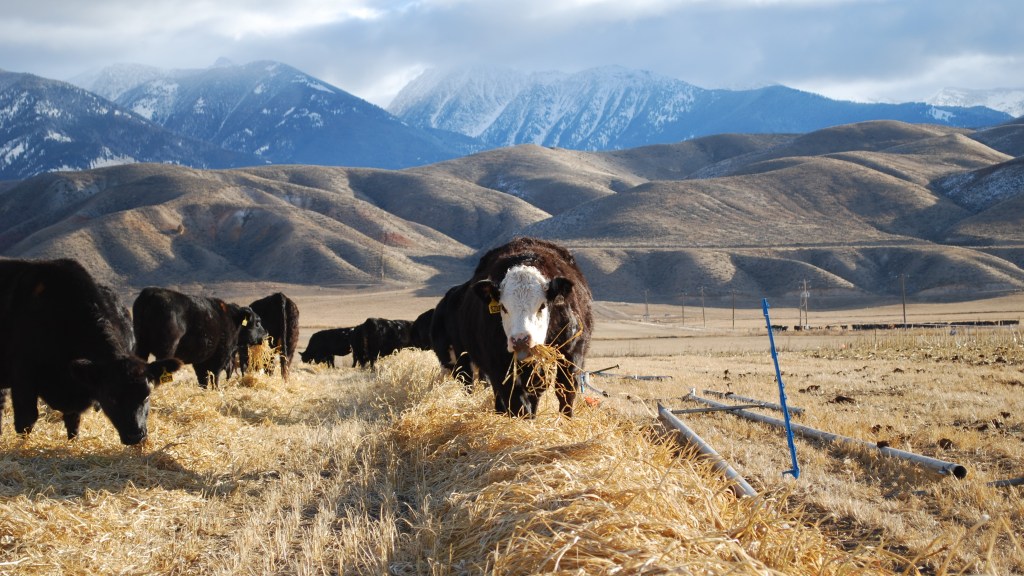 Cattle graze on summer annuals with mountains in the distance.