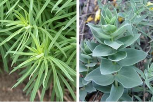 There are two types of toadflaxes.  Yellow toadflax on the left has long and narrow leaves, while Dalmatian toadflax on the right has broad and heart-shaped leaves.