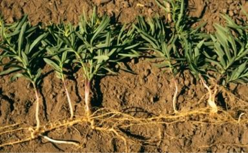 Left image: Dalmatian toadflax roots laying on brown sunlit dirt.
