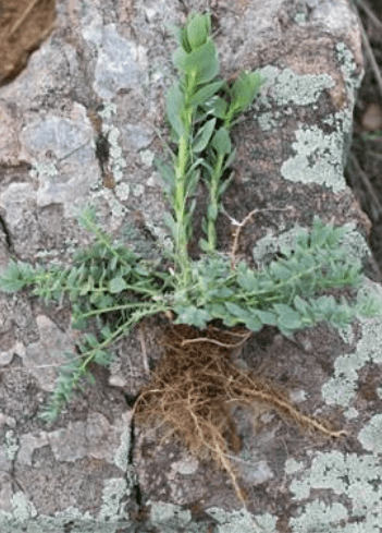 Right Image: Yellow toadflax roots laying on a grey rock covered with gray-green moss.