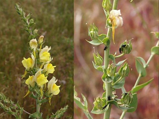 The left and center images are yellow Dalmatian toadflax flowers. The left image has a green-brown natural background and the center image has a brown natural background.