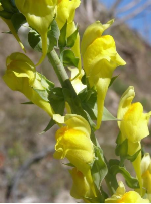 The bottom image has the yellow Dalmatian toadflax flowers with a hill and blue sky behind it.