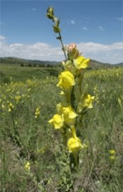 Yellow Dalmatian toadflax flowers in front of a green, grassy hill and blue sky with white clouds.