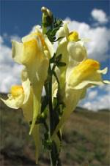 Yellow toadflax flowers in front of a green, grassy hill and blue sky with white clouds