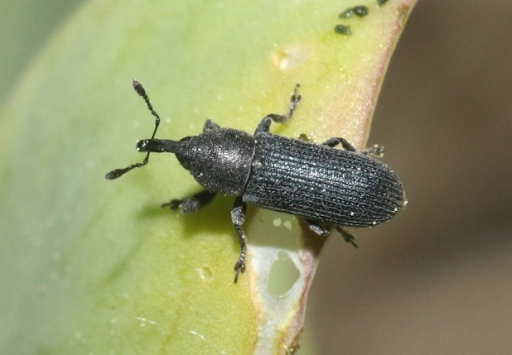 Adult stem-boring weevil on a broad light green leaf