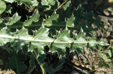 Green musk thistle leaves with frosted, glossy appearance growing from sunlit dirt.