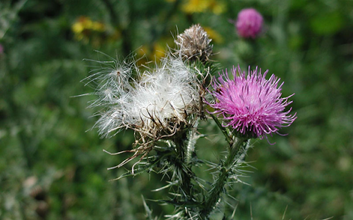 A musk thistle is dispersing its white seeds next to a pink non-dispersing thistle in front of other musk thistles and green grass.