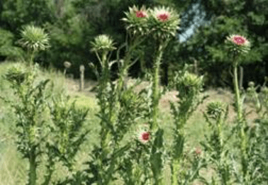 Musk thistle buds with large bracts below the flower. There is a grassy field and trees in the background.