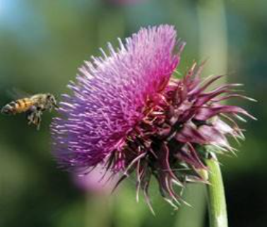 A bee touching a musk thistle flower. Green grass and blue sky bluried in the background.