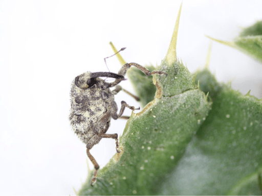 An adult Thistle Crown Weevil on a green thistle leaf.