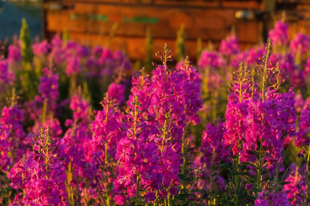 Dense clusters of vibrant pink fireweed flowers in warm sunlight, with a blurred background.