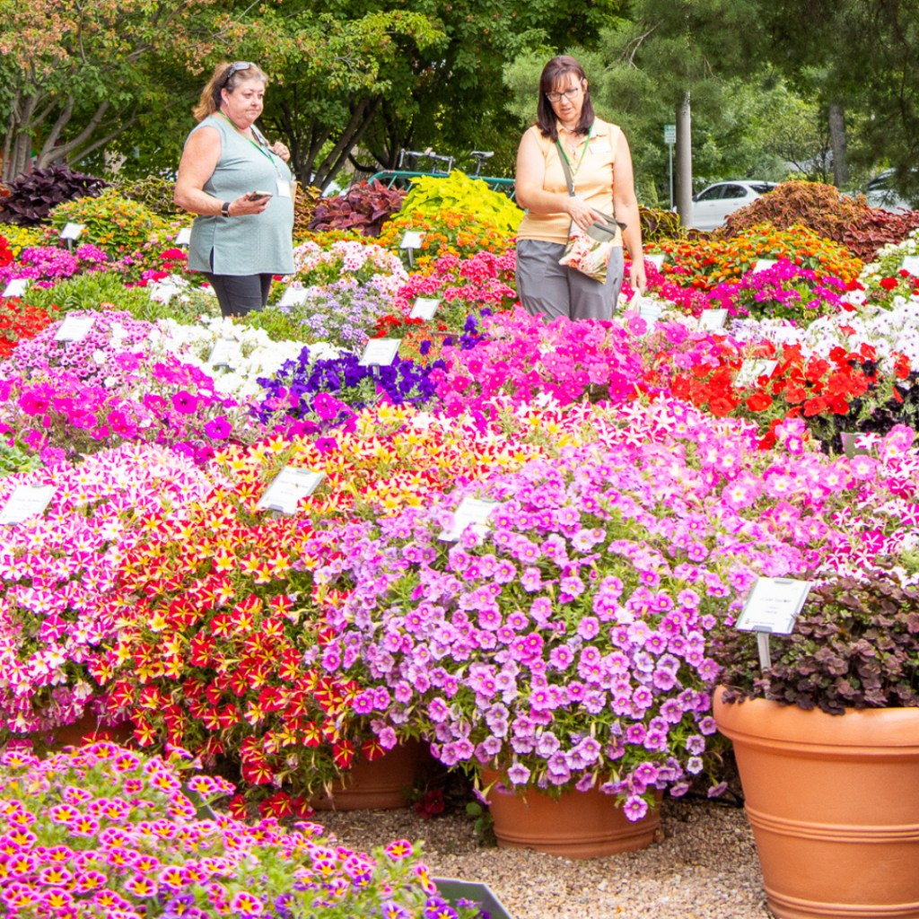 Two people standing among rows of colorful flowering plants in large pots.