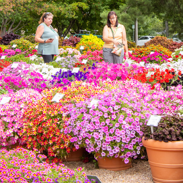 Two people standing among rows of colorful flowering plants in large pots.