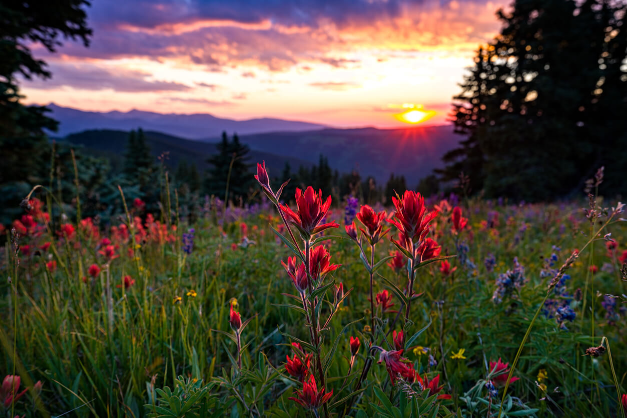Red Indian paintbrush flowers in a mountain meadow at sunset, with hills and trees in the distance.