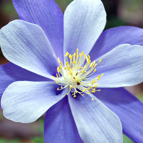 Close-up of a purple and white columbine flower with yellow stamens.