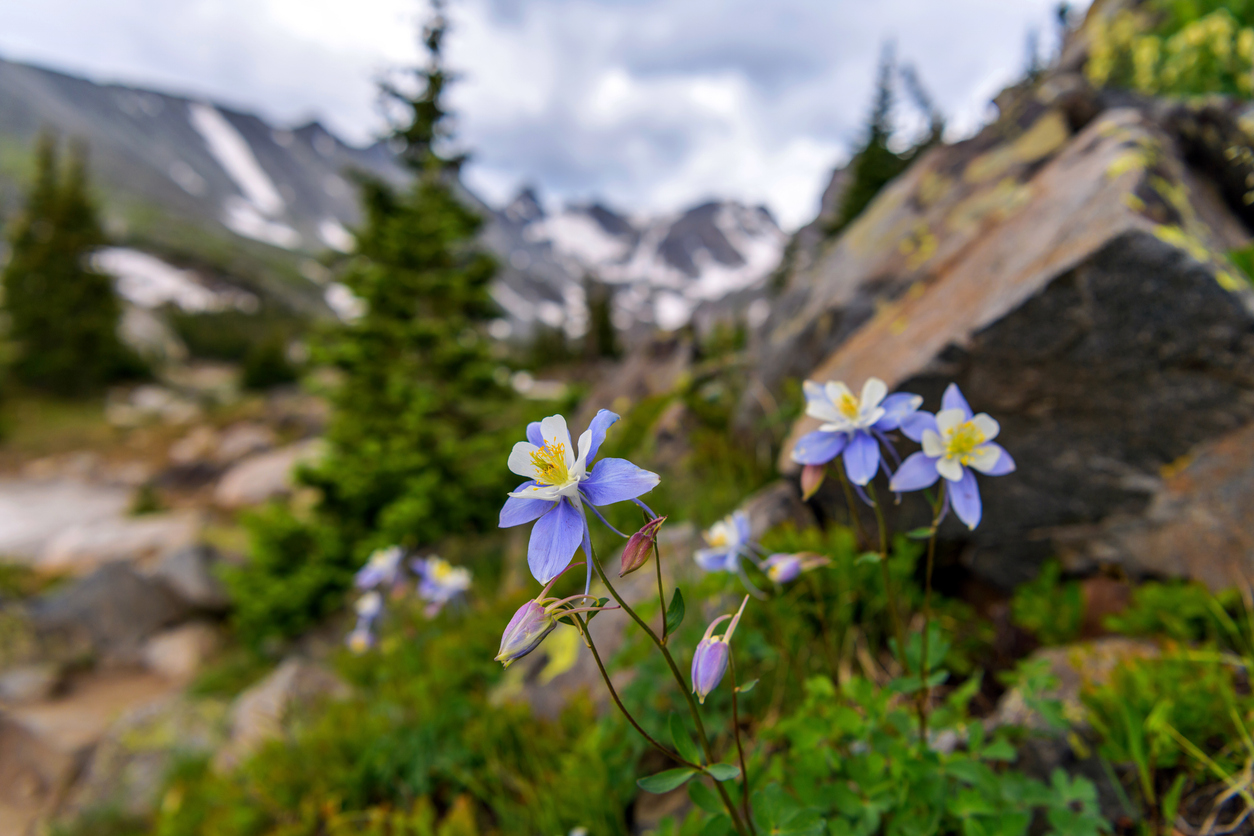 Blue and white columbine flowers growing among rocks and greenery in a mountain setting.