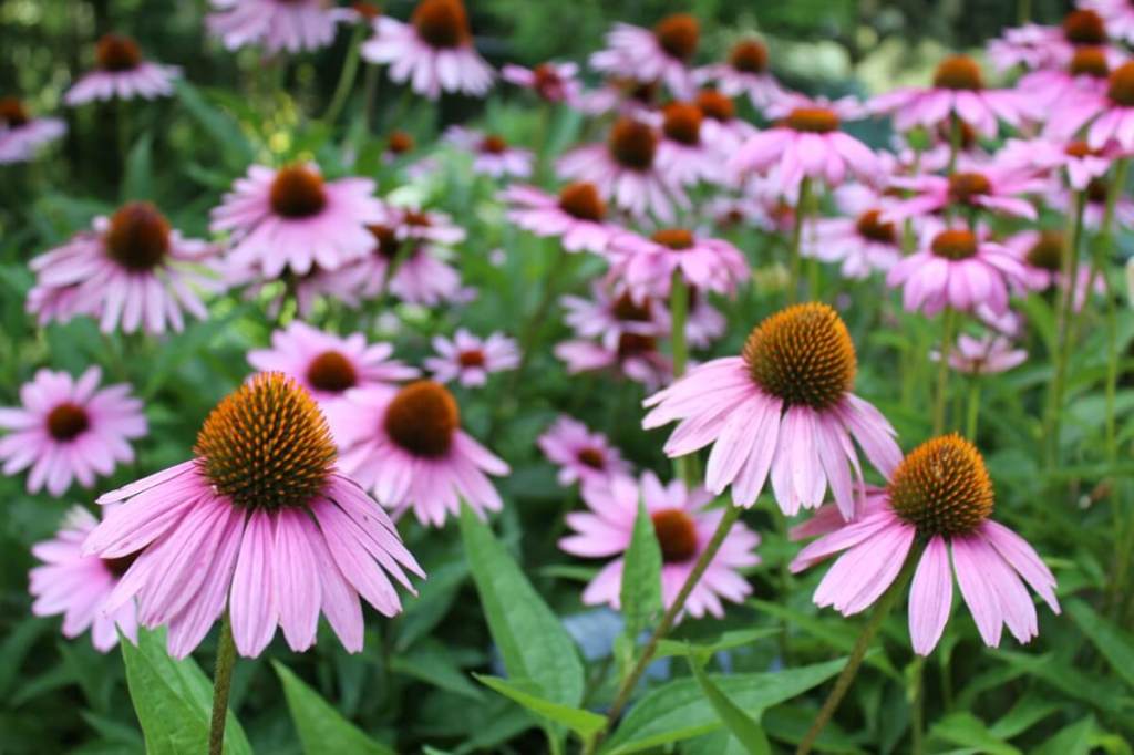 Pink coneflowers with orange centers growing closely together in a lush green garden.