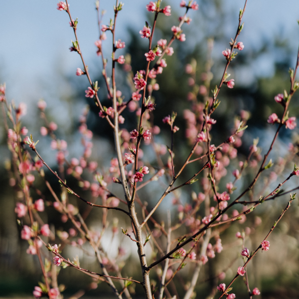 Branches of a tree with small pink blossoms against a blurred outdoor background.
