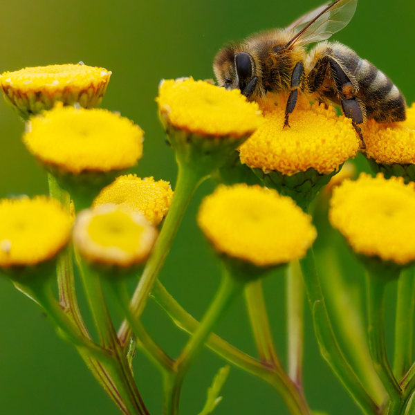 Close-up of a bee collecting nectar from bright yellow flowers.