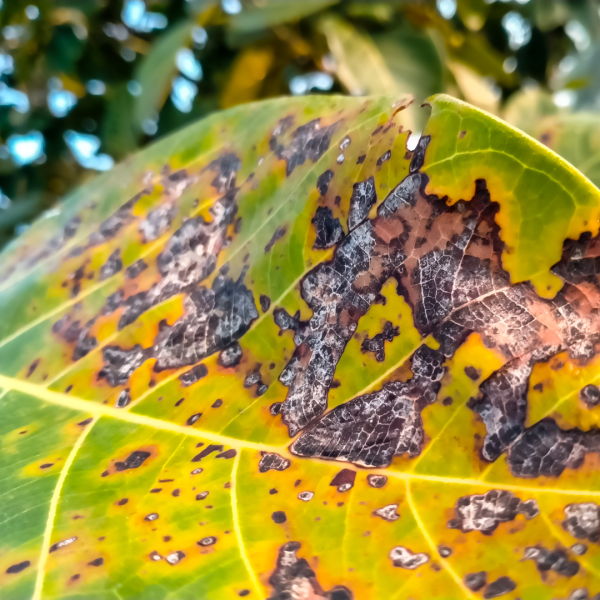 A green leaf with large black and brown spots showing signs of disease.