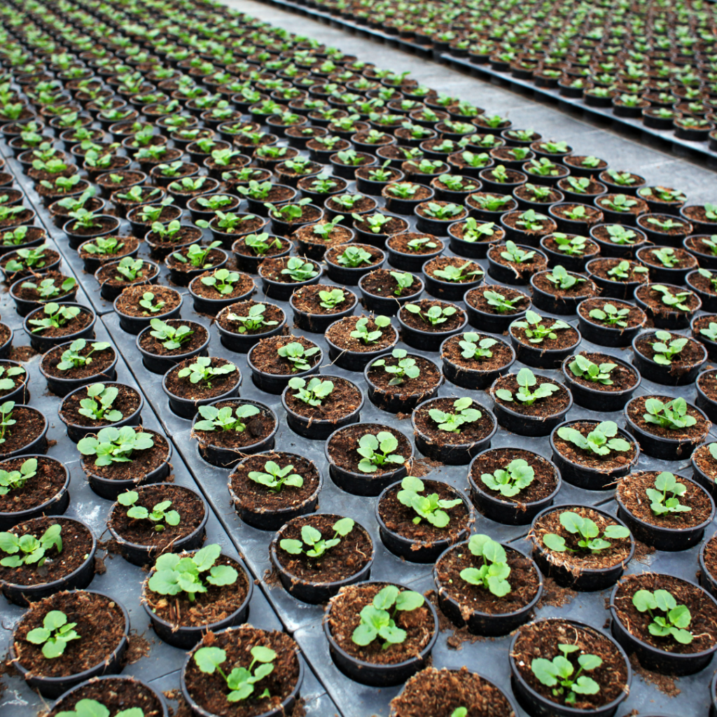 Rows of small potted seedlings arranged in a greenhouse.