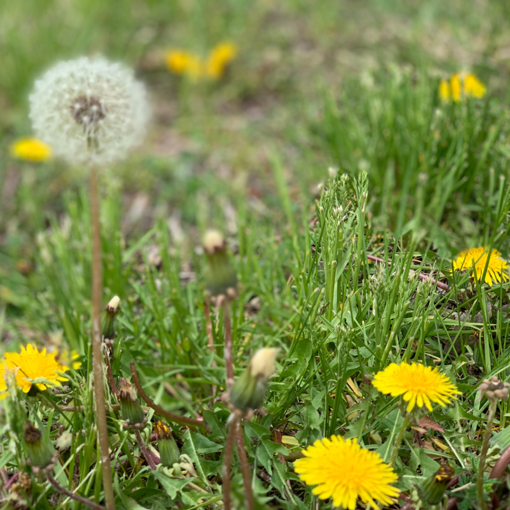 Close-up of a grassy area with several bright yellow dandelion flowers and one white dandelion seed head. Green blades of grass and a few unopened buds are scattered throughout the scene.