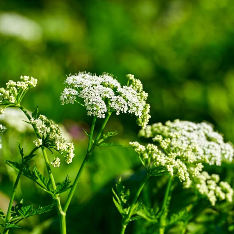 Close-up of white, umbrella-shaped wildflowers growing in bright green foliage.