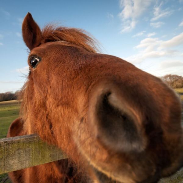 A curious horse’s nose and face close to the camera with a pasture and sky in the background.