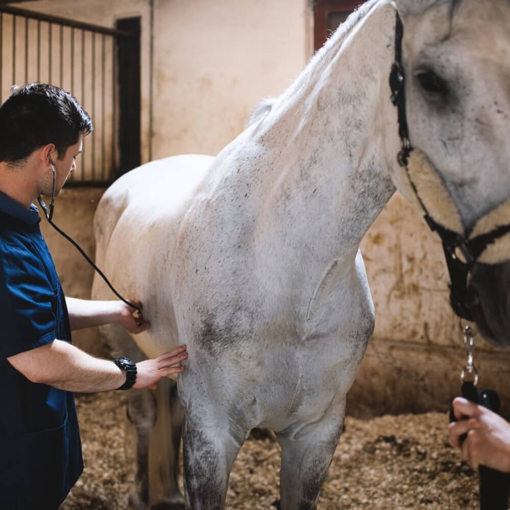 A veterinarian uses a stethoscope to examine the side of a gray horse inside a stable.
