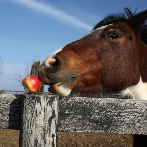 A horse stretches its neck over a fence toward a red apple resting on a fence post.